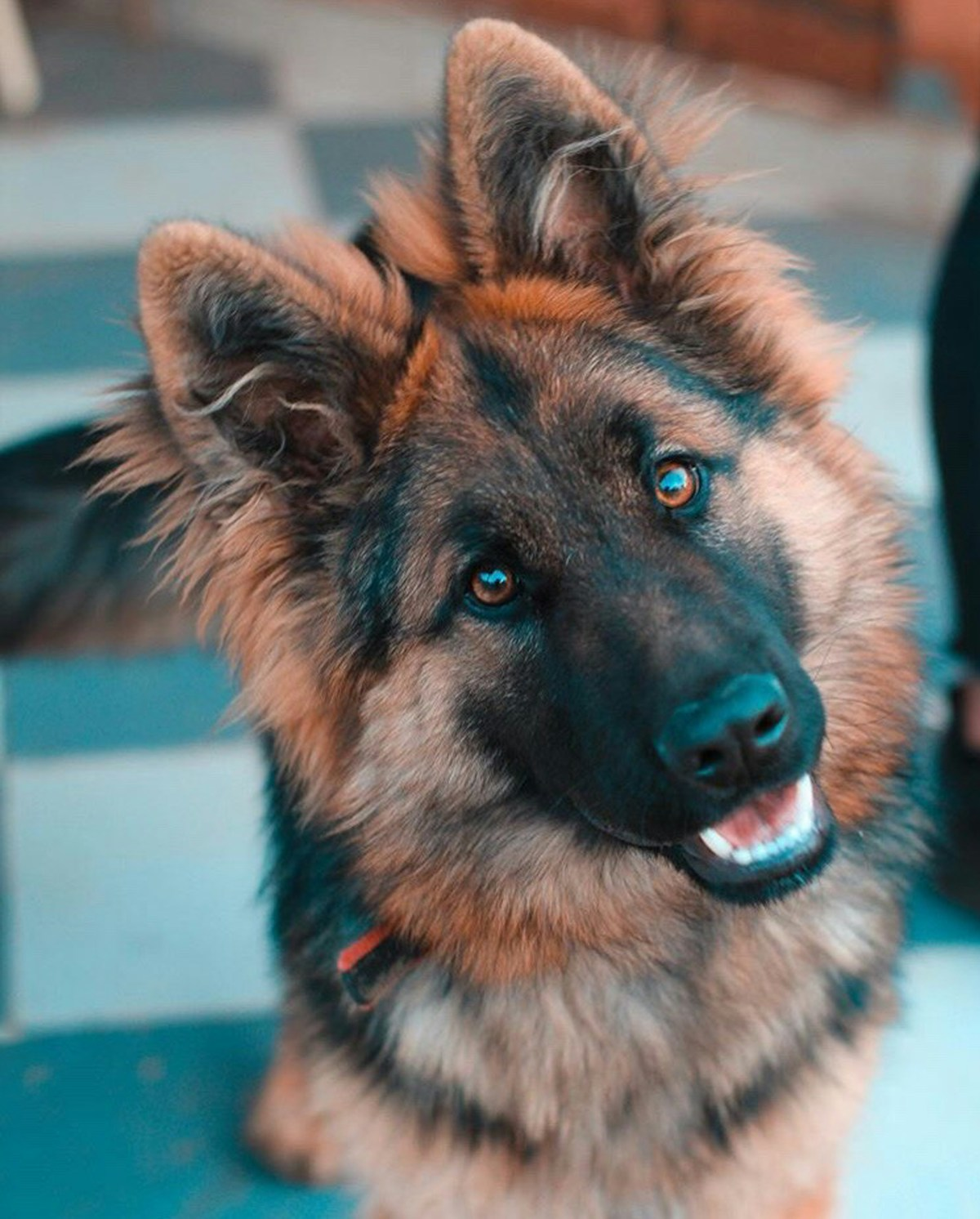 Dog food