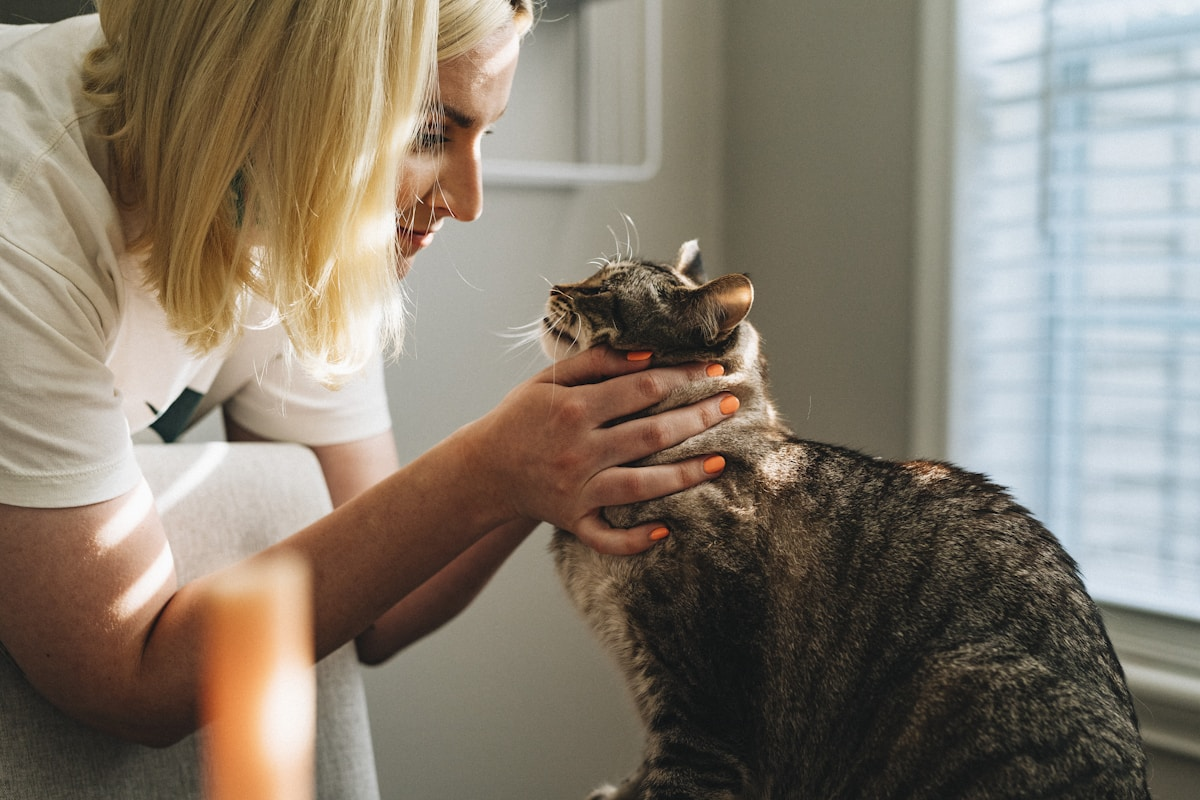 Pet accessories